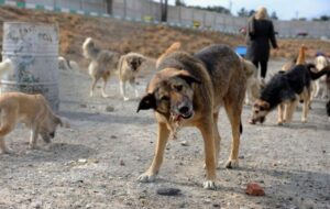 بحران «بیصاحبها» در خیابانهای گچساران+ تصاویر بحران «بیصاحبها» در خیابانهای گچساران+ تصاویر