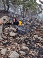 «کوه مورد» در کهگیلویه و بویراحمد آرام گرفت «کوه مورد» در کهگیلویه و بویراحمد آرام گرفت