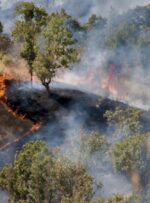 سریال آتشسوزیها به «کوه دیل» رسید! سریال آتشسوزیها به «کوه دیل» رسید!