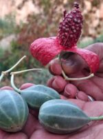 لگجی؛ گیاه بومی و پرخاصیت در گچساران+ تصاویر لگجی؛ گیاه بومی و پرخاصیت در گچساران+ تصاویر