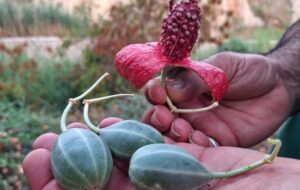 لگجی؛ گیاه بومی و پرخاصیت در گچساران+ تصاویر