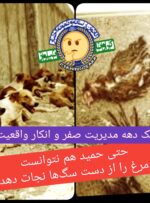 حتی حمید هم نتوانست مرغ را از دست سگها نجات دهد حتی حمید هم نتوانست مرغ را از دست سگها نجات دهد