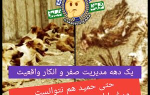 حتی حمید هم نتوانست مرغ را از دست سگ‌ها نجات دهد