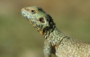 «آگاما» خزنده شگفتانگیز در طبیعت گچساران+ تصاویر «آگاما» خزنده شگفتانگیز در طبیعت گچساران+ تصاویر