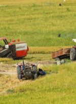 سالی پربرکت برای شالیکاران گچساران+ فیلم