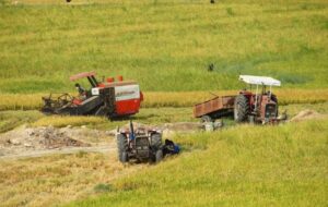 سالی پربرکت برای شالیکاران گچساران+ فیلم سالی پربرکت برای شالیکاران گچساران+ فیلم