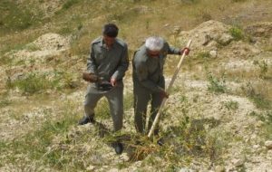 گچساران میزبان پویش ملی «نهال امید»+ تصاویر گچساران میزبان پویش ملی «نهال امید»+ تصاویر