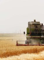 آغاز برداشت گندم از مزارع گچساران