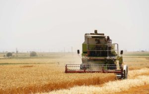 آغاز برداشت گندم از مزارع گچساران آغاز برداشت گندم از مزارع گچساران