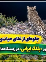 ثبت تصویر تازه از «پلنگ ایرانی» در گچساران