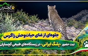 ثبت تصویر تازه از «پلنگ ایرانی» در گچساران ثبت تصویر تازه از «پلنگ ایرانی» در گچساران